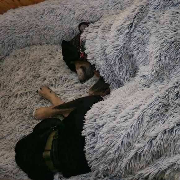 Meet your Posher, Brandy - Picture 2 of 4